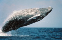 Los saltos acrobáticos de las ballenas son una forma de comunicación a distancia