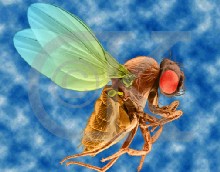 Una mosca genéticamente modificada es controlada a distancia por láser
