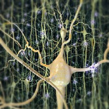 Cada neurona es una célula pensante que funciona como un sofisticado ordenador