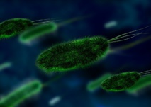Las bacterias se comportan como miembros de un ecosistema