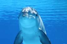 La cultura de los cetáceos está relacionada con el tamaño de sus cerebros
