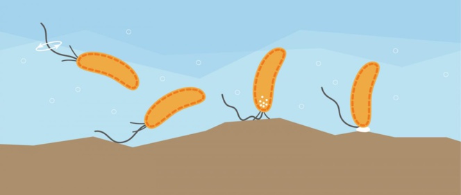 Las bacterias tienen un particular sentido del tacto