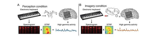 El cerebro no distingue entre la música real y la música mental