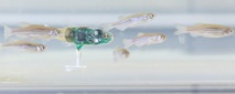 Crean un robot capaz de modelar el comportamiento de un banco de peces