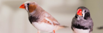 El canto de los pájaros y el lenguaje humano tienen la misma base biológica