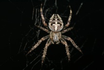 Las arañas 'afinan' sus telas para 'ver' el mundo