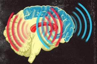 Las ondas de dos regiones del cerebro se sincronizan al aprender categorías