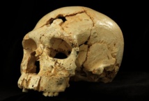 Los 17 cráneos hallados en Atapuerca explican la evolución neandertal