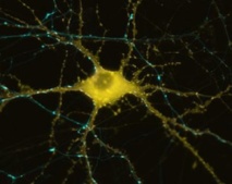 Cómo almacena nuestro cerebro recuerdos recientes, célula a célula