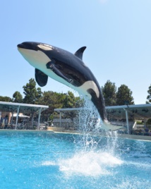 Las orcas modulan su lenguaje para que se parezca al de los delfines 