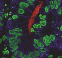 Crean miniestómagos de laboratorio usando células madre pluripotentes