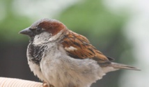 Estudio revela una disminución alarmante de las aves más comunes de Europa
