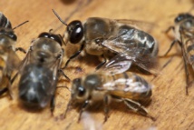 Las abejas de África serán protegidas