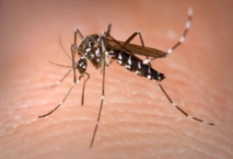 Localizan al mosquito tigre en Andalucía gracias a una aplicación móvil 