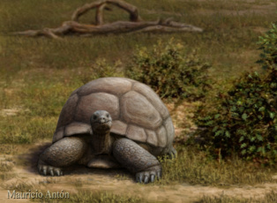 Tortugas gigantes vivieron en Madrid hace 15 millones de años