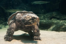 Las tortugas están emparentadas con los dinosaurios