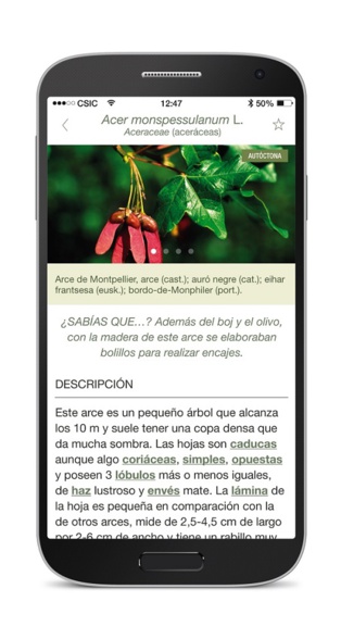 Una 'app' ayuda a identificar los árboles silvestres de la Península y Baleares