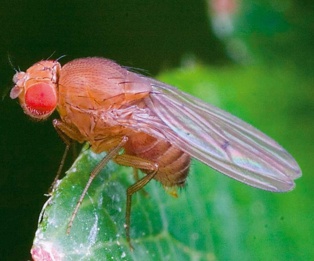 ¿Por qué las mujeres viven más que los hombres? La 'Drosophila' da nuevas claves