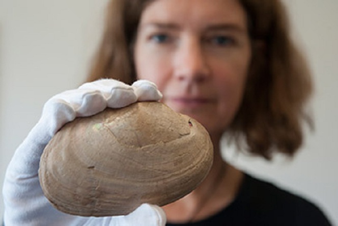Encuentran en una concha de mejillón el grabado más antiguo, de 500.000 años 