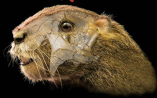 Publican imágenes 3D de un sorprendente mamífero del Cretácico