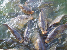 Detectan altas concentraciones de insecticidas en peces de ríos españoles