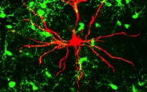 Las neuronas escuchan a las células gliales 