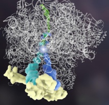 Proteínas que actúan como genes sorprenden a los científicos