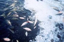 Las mortandades masivas de peces han aumentado en los últimos 70 años