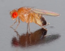 Un procedimiento de selección celular prolonga en un 60% la vida de una mosca