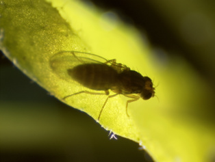 Descubren cómo pasan los insectos de comer microbios a comer plantas