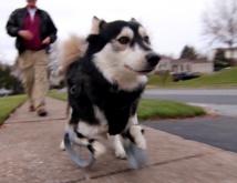 Un perro minusválido corre por vez primera gracias a unas patas impresas en 3D