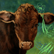 Moléculas de vacas inspiran un tratamiento hormonal para humanos