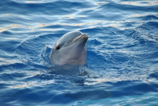 Los delfines se reconocen en el espejo antes que los humanos