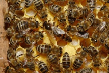 Las colonias de abejas imitan al cerebro humano
