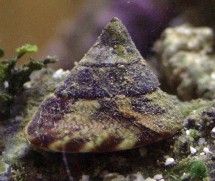 Las estructuras nanométricas de las conchas marinas son las que explican su fortaleza
