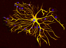 Consiguen crear neuronas nuevas dentro del cerebro de un ratón