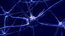 Buscando la consciencia neurona a neurona