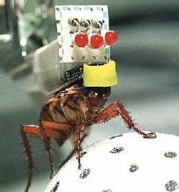 Ingenieros japoneses crean la primera cucaracha cyborg