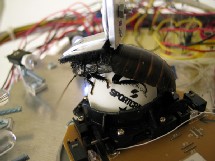 Ingenieros japoneses crean la primera cucaracha cyborg