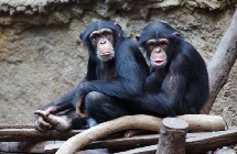 El altruismo humano surge a los 18 meses y es compartido por los chimpancés