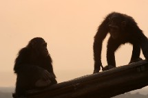 El altruismo humano surge a los 18 meses y es compartido por los chimpancés