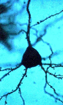 El cerebro adulto puede generar nuevas neuronas