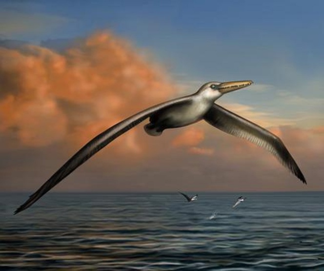El ave más grande conocida, extinta hace 25 millones de años, podía volar