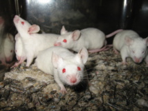 Investigadores descubren que los efectos del autismo pueden revertirse en ratones