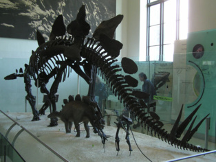 La extinción de los dinosaurios se debió a una mala suerte colosal