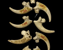 Los neandertales también fabricaban joyas, revelan restos fósiles de Krapina