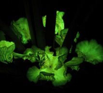 Algunos hongos brillan en la oscuridad para atraer a insectos