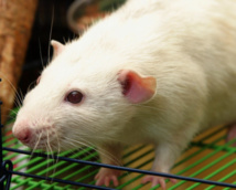 Ratas capaces de imaginar arrojan luz sobre el razonamiento humano