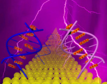 Encuentran una nueva forma de transporte de carga eléctrica en el ADN