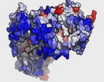 Un método en 3D muestra cómo se agregan las proteínas y forman compuestos tóxicos